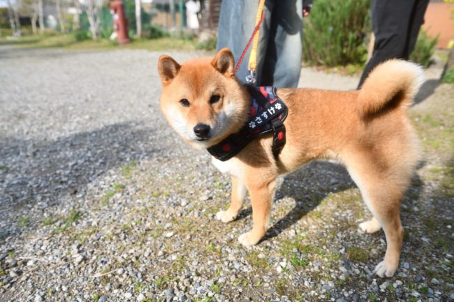 柴犬佐助くん1歳