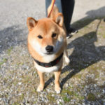 柴犬佐助くん1歳