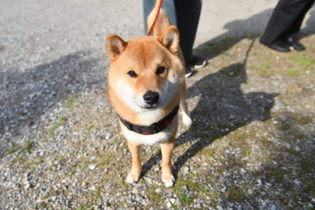 柴犬佐助くん1歳
