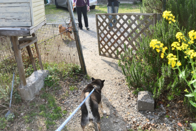 お母さんの黒柴チコちゃん