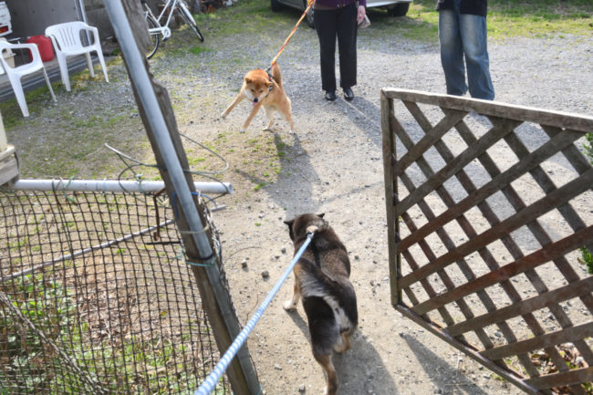 お母さんの黒柴チコちゃん