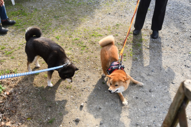 お母さんの黒柴チコちゃんと佐助くん