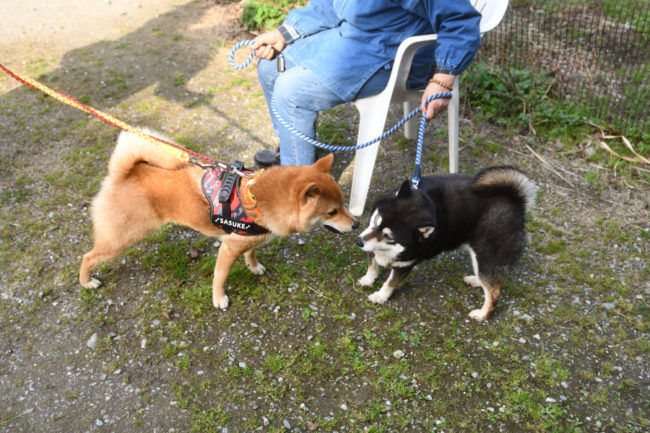 お母さんの黒柴チコちゃんと佐助くん
