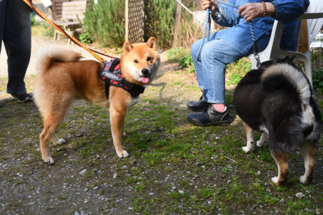 お母さんの黒柴チコちゃんと佐助くん
