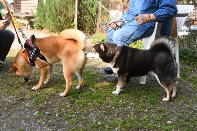 お母さんの黒柴チコちゃんと佐助くん