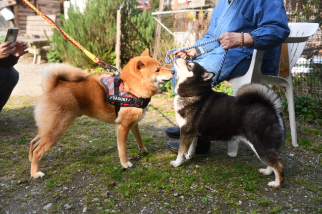 お母さんの黒柴チコちゃんと佐助くん
