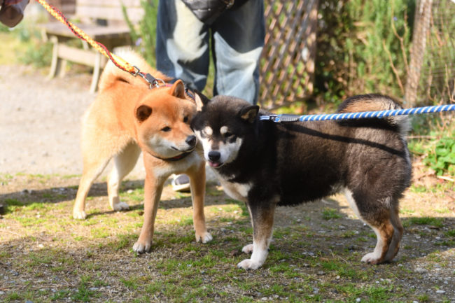 お母さんの黒柴チコちゃんと佐助くん