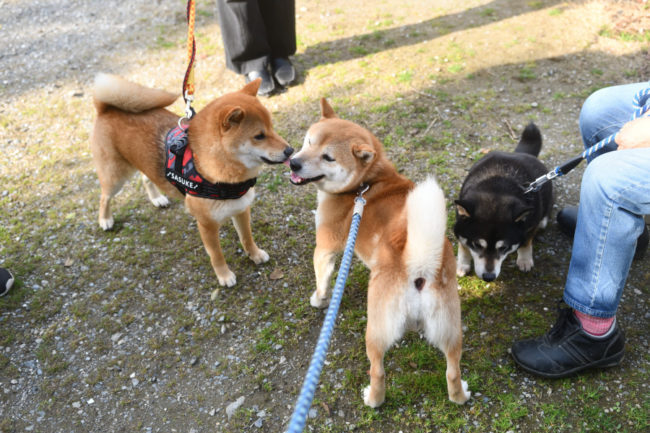お父さんの菊次郎くんと佐助くん