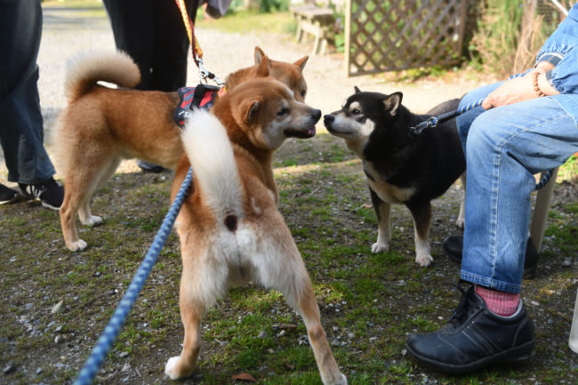 お父さんの菊次郎くんと佐助くん