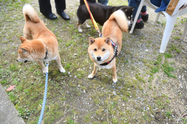 お父さんの菊次郎くんと佐助くん