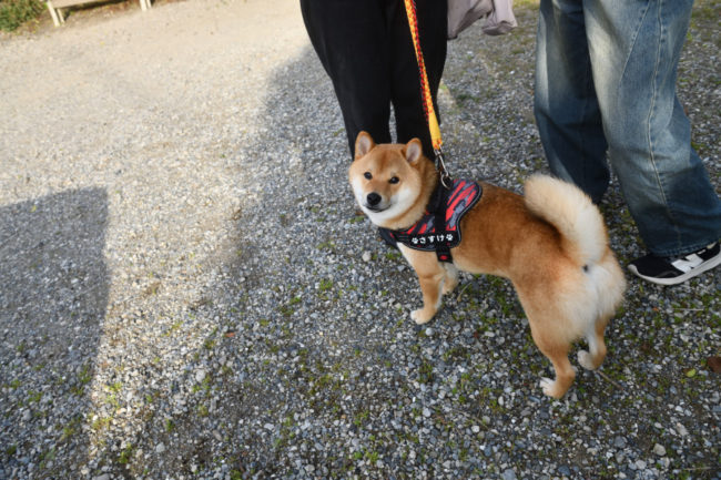 見上げる柴犬佐助くん