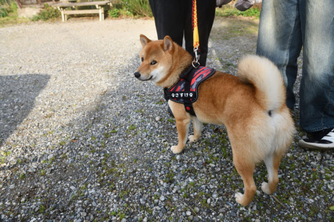 自信満々の柴犬佐助くん