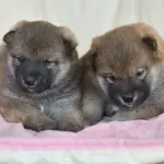 生後26日目の柴犬の兄弟