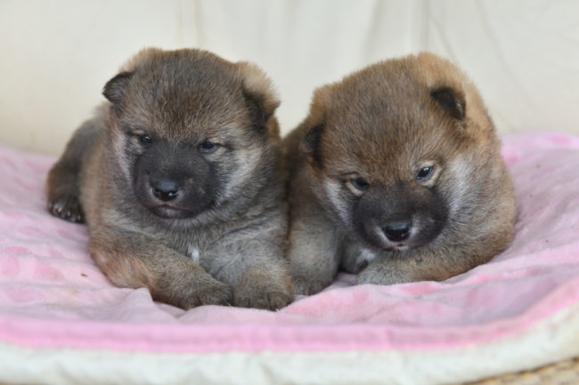 生後26日目の柴犬の兄弟