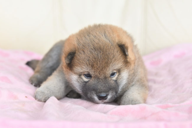 生後26日目の柴犬オス１