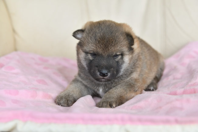 生後26日目の柴犬オス２