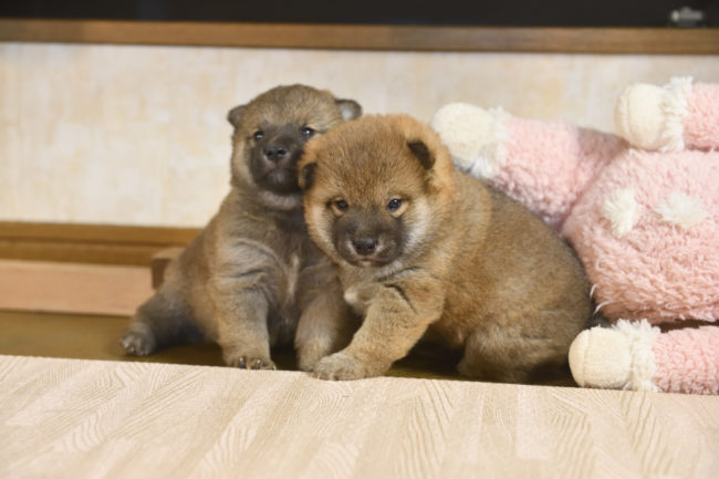 生後27日目の柴犬の兄弟