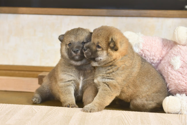 生後27日目の柴犬の兄弟2