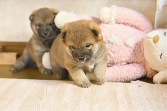 生後27日目の柴犬の兄弟3
