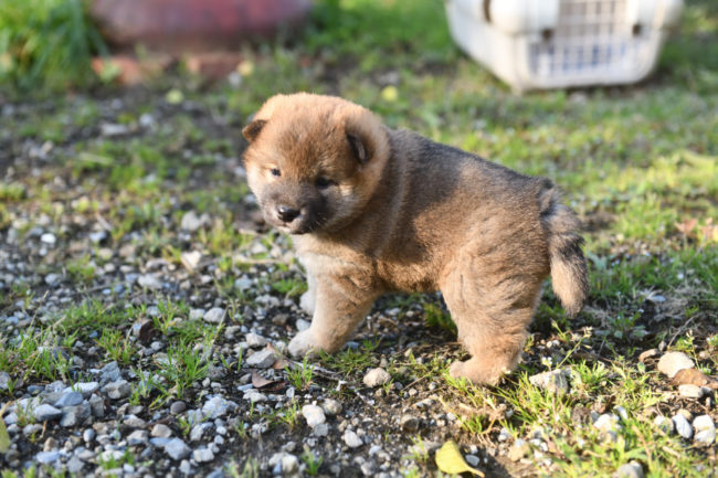 柴犬オス２の子犬