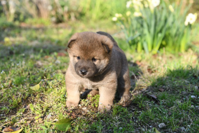 柴犬オス２の子犬