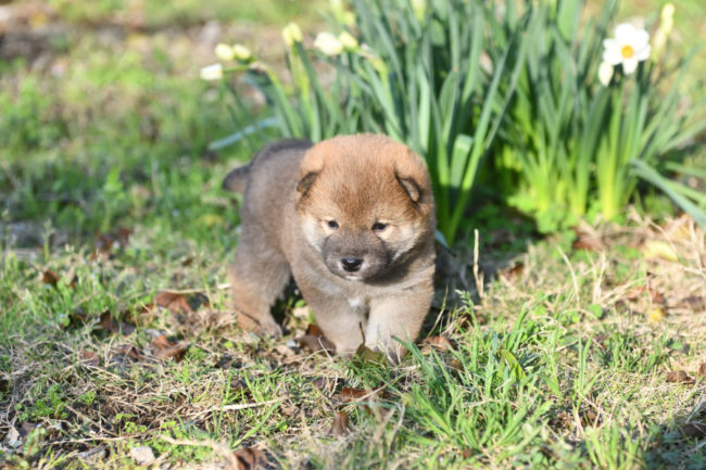 柴犬オス１の子犬