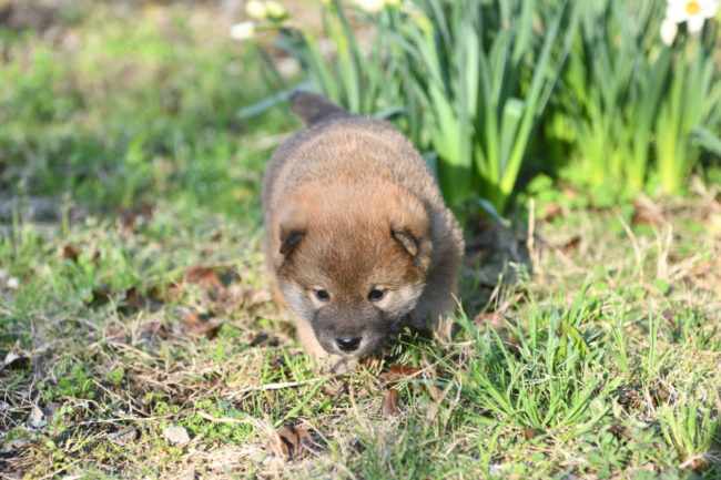 柴犬オス１の子犬