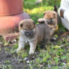 生後31日目の柴犬オスの子犬2匹。