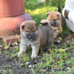 生後31日目の柴犬オスの子犬2匹。