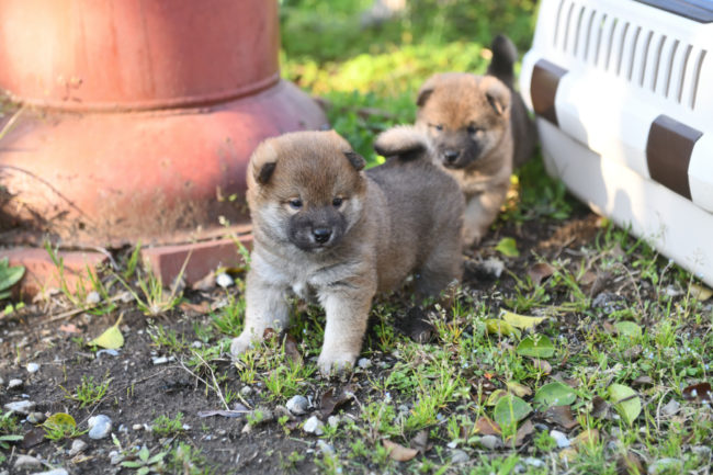 生後31日目の柴犬オスの子犬2匹。