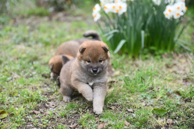 生後33日目の柴犬の子犬
