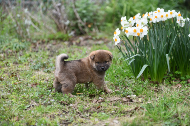 生後33日目の柴犬の子犬
