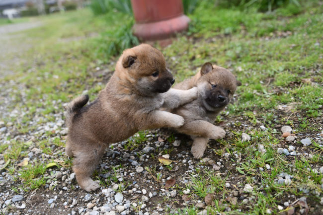 生後33日目の柴犬の子犬