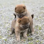 生後33日目の柴犬の子犬