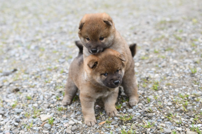 生後33日目の柴犬の子犬