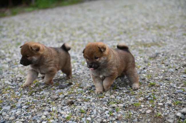 生後33日目の柴犬の子犬