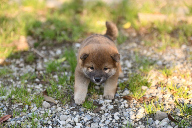 生後34日目の柴犬の子犬