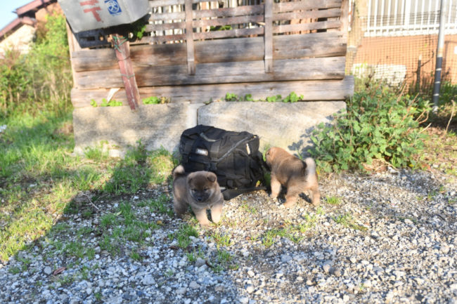 生後34日目の柴犬の子犬