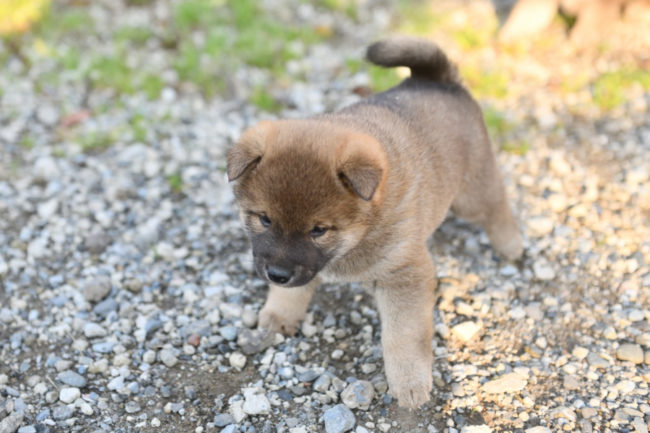 生後34日目の柴犬の子犬