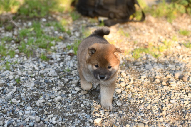 生後34日目の柴犬の子犬