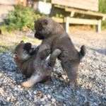 仲良くワンプロする柴犬兄弟