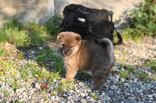 生後34日目の柴犬の子犬