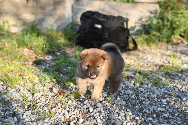 生後34日目の柴犬の子犬