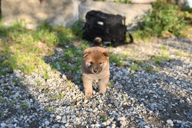 生後34日目の柴犬の子犬