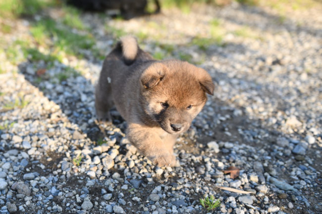 生後34日目の柴犬の子犬
