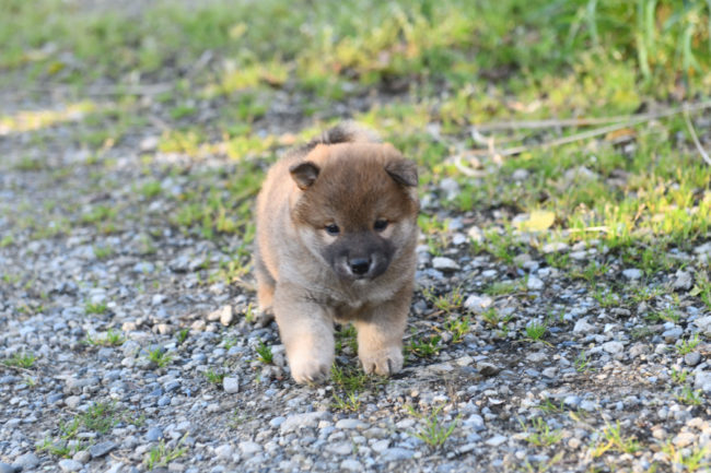 生後34日目の柴犬の子犬