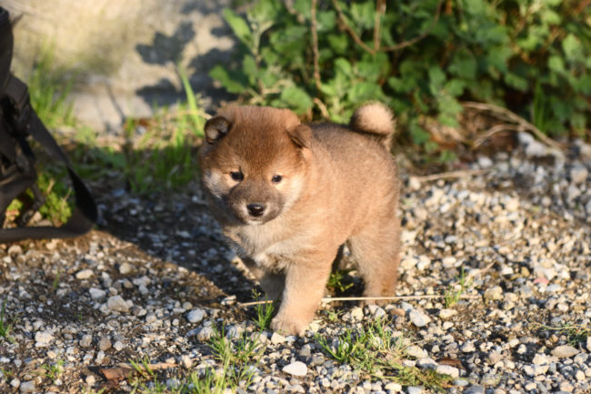 生後34日目の柴犬の子犬
