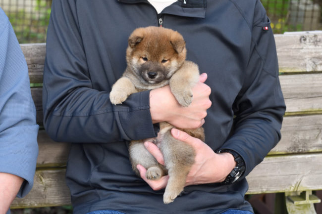 4月11日の子犬の見学会の様子