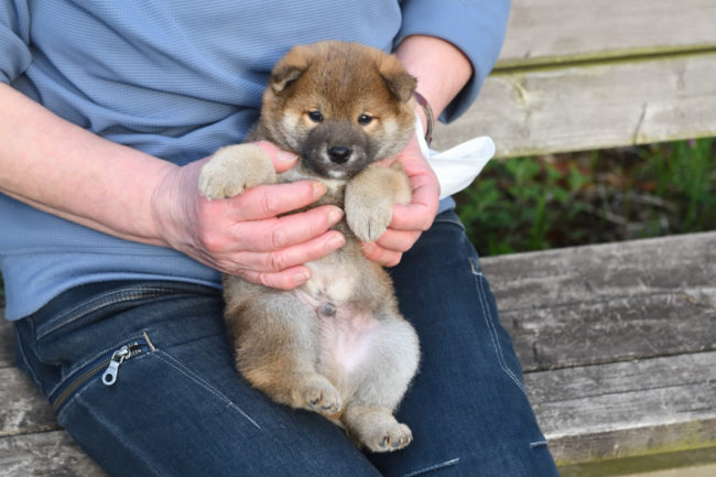 4月11日の子犬の見学会の様子2