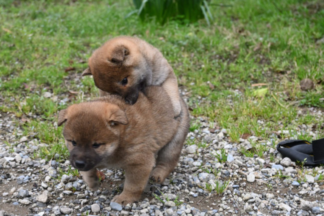 生後40日目のオスの柴犬の子犬